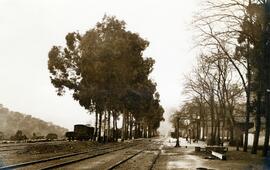 El Paludismo en la Red / Compañía de los Ferrocarriles de Madrid a Zaragoza y a Alicante