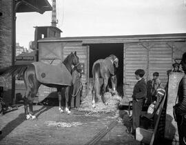 Transporte de caballos de Domecq en vagones cerrados