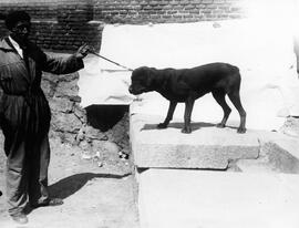 exposición canina