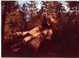 Fotografías de las diversas fases de las explotaciones forestales