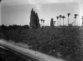 Vista de un campo de alcachofas en la huerta murciana. En primer plano se puede ver una acequia y...