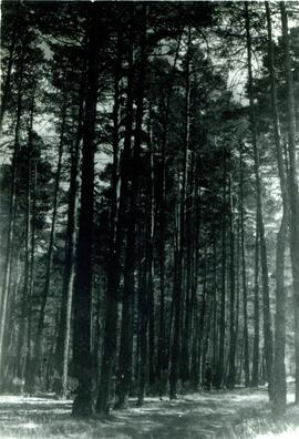 Fotografías : Explotaciones forestales / [RENFE]