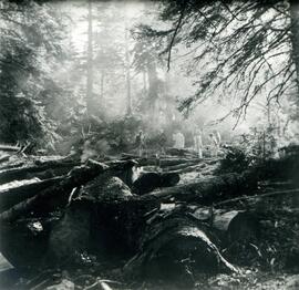 Fotografías : Explotaciones forestales / [RENFE]