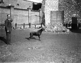 exposición canina