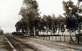 El Paludismo en la Red / Compañía de los Ferrocarriles de Madrid a Zaragoza y a Alicante