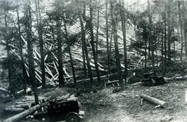 Fotografías : Explotaciones forestales / [RENFE]