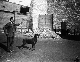 exposición canina
