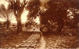 Línea férrea a través de la selva en las explotaciones forestales de la Sociedad Colonizadora de ...