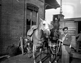 Transporte de caballos de Domecq en vagones cerrados