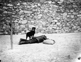 exposición canina
