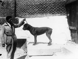 exposición canina