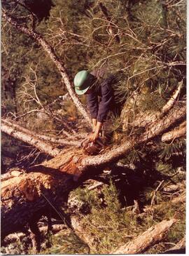 Fotografías de las diversas fases de las explotaciones forestales