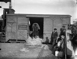 Caballos de la ganadería de Pedro Domecq entrando en un vagón cerrado para su transporte