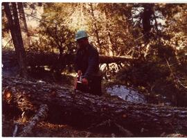 Fotografías de las diversas fases de las explotaciones forestales