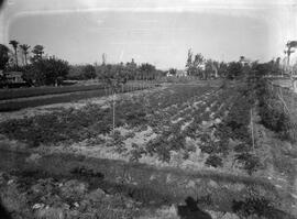 Vista de un campo de patatas en la huerta murciana